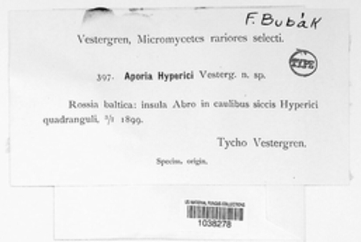 Ploettnera hyperici image